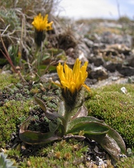Crepis rhaetica