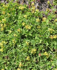 Alchemilla pentaphyllea