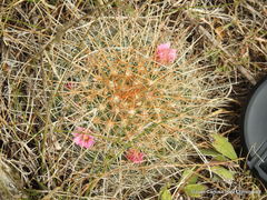 Mammillaria discolor