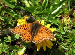 Boloria pales