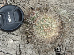 Mammillaria discolor