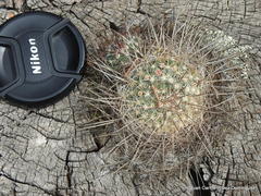 Mammillaria discolor