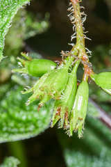 Hoffmannia phoenicopoda image