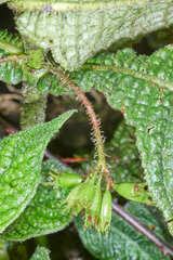 Hoffmannia phoenicopoda