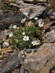 Cerastium latifolium
