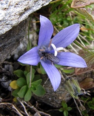Campanula cenisia