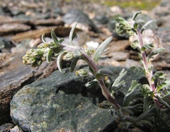 Artemisia genipi
