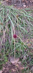 Eryngium sanguisorba