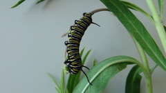 Danaus plexippus