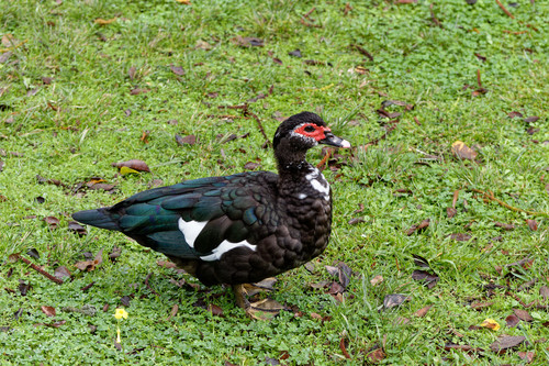 Pato criollo (Cairina moschata)