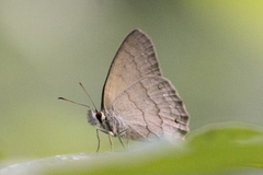 Cissia phronius