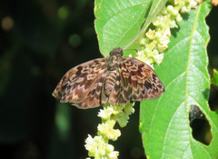 Cycloglypha thrasibulus