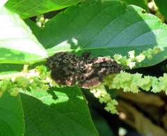 Cycloglypha thrasibulus