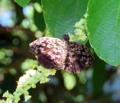 Cycloglypha thrasibulus
