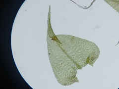 Sciuro-hypnum reflexum