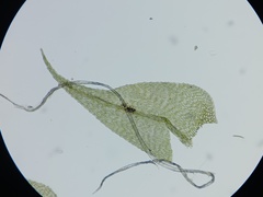 Sciuro-hypnum reflexum