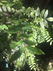 Pterophylla sylvicola