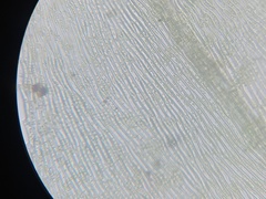 Sciuro-hypnum reflexum