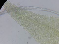 Sciuro-hypnum reflexum