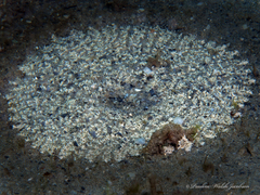 Actinostella flosculifera