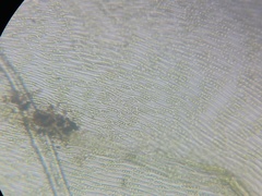 Sciuro-hypnum reflexum