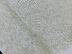 Sciuro-hypnum reflexum