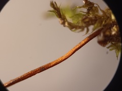 Sciuro-hypnum reflexum