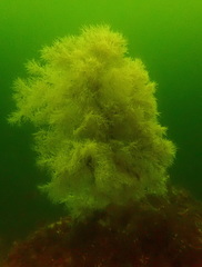 Antipathella fiordensis