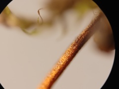 Sciuro-hypnum reflexum