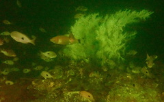 Antipathella fiordensis