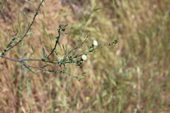 Rafinesquia californica