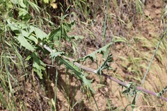 Rafinesquia californica