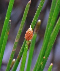 Eleocharis elegans