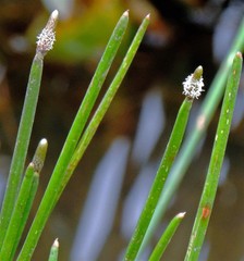 Eleocharis elegans