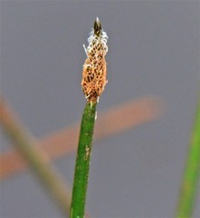 Eleocharis elegans