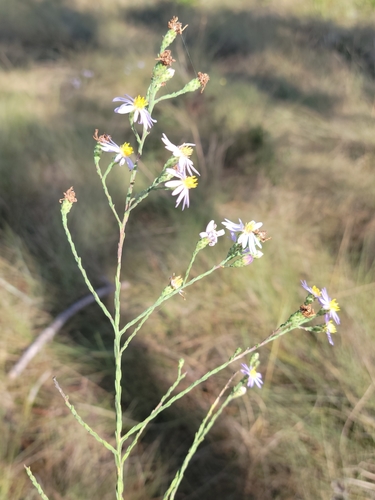 Image of Scaleleaf Aster (Symphyotrichum adnatum) by (c) Jay Horn, some rights reserved (CC BY)