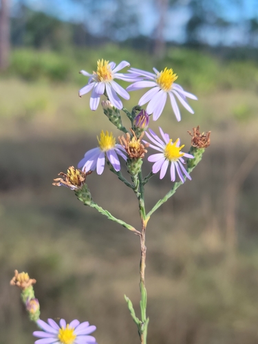 Image of Symphyotrichum adnatum by (c) Jay Horn, some rights reserved (CC BY)