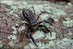 Adoxotoma nodosa