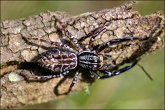 Adoxotoma nodosa