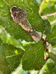 Heraclides cresphontes