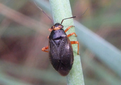 Capsus