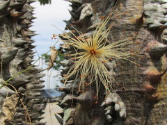 Pochota fendleri