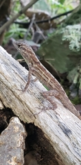 Anolis lineatus