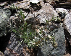 Artemisia genipi
