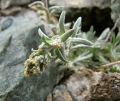 Artemisia genipi