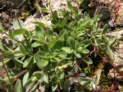Cerastium latifolium
