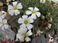 Cerastium latifolium