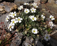 Cerastium latifolium