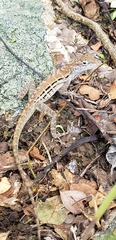 Anolis lineatus