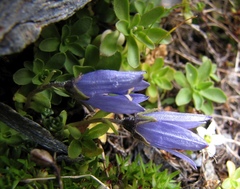 Campanula cenisia